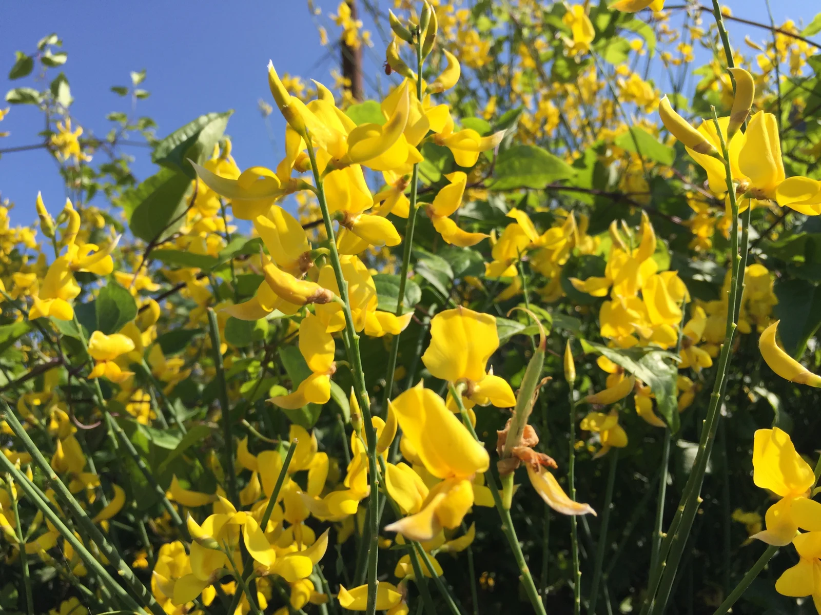 Flowers of My Mediterranean Garden