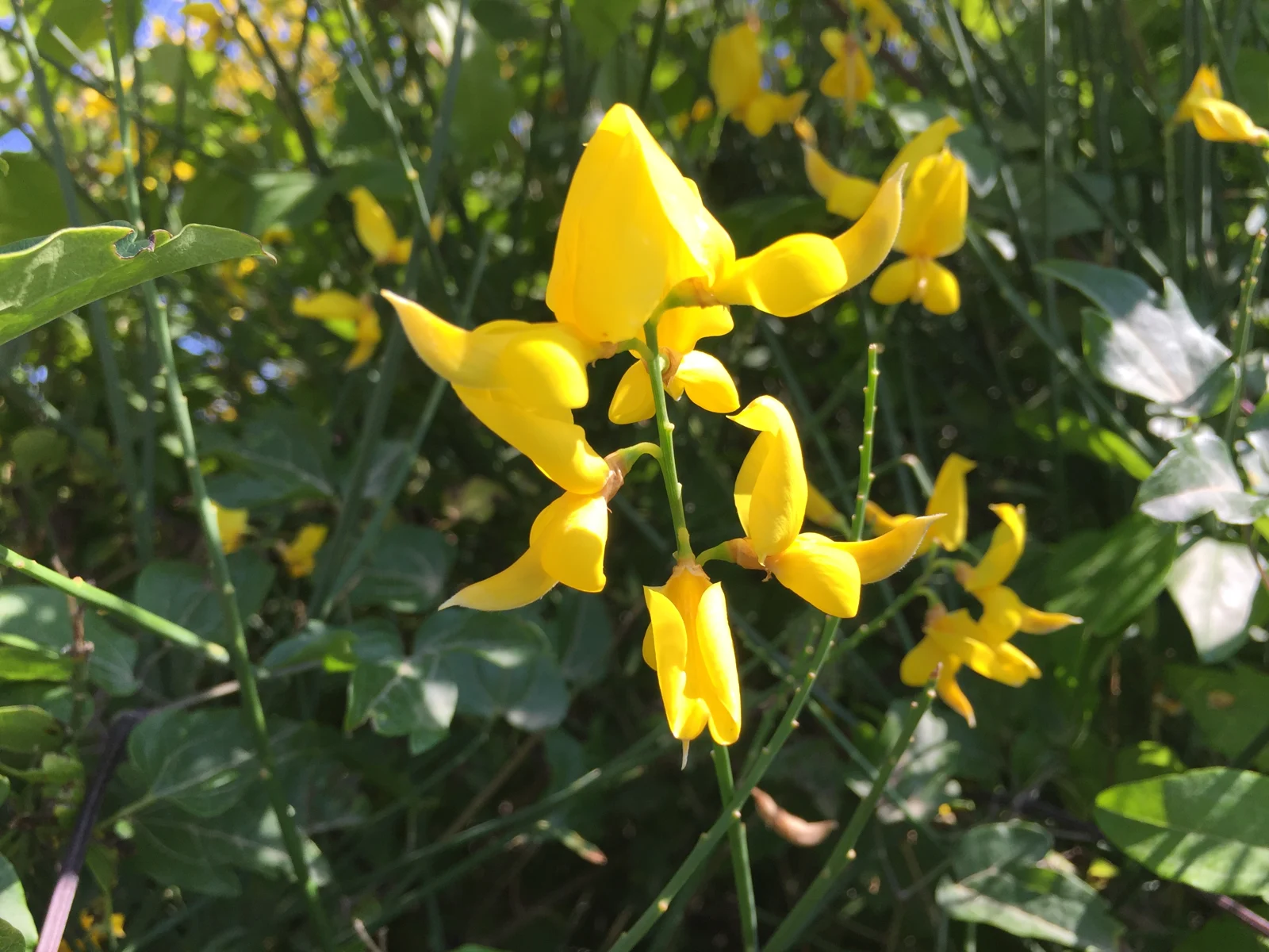 Close up of flower of Spartium junceum, commonly known as Spanish broom.