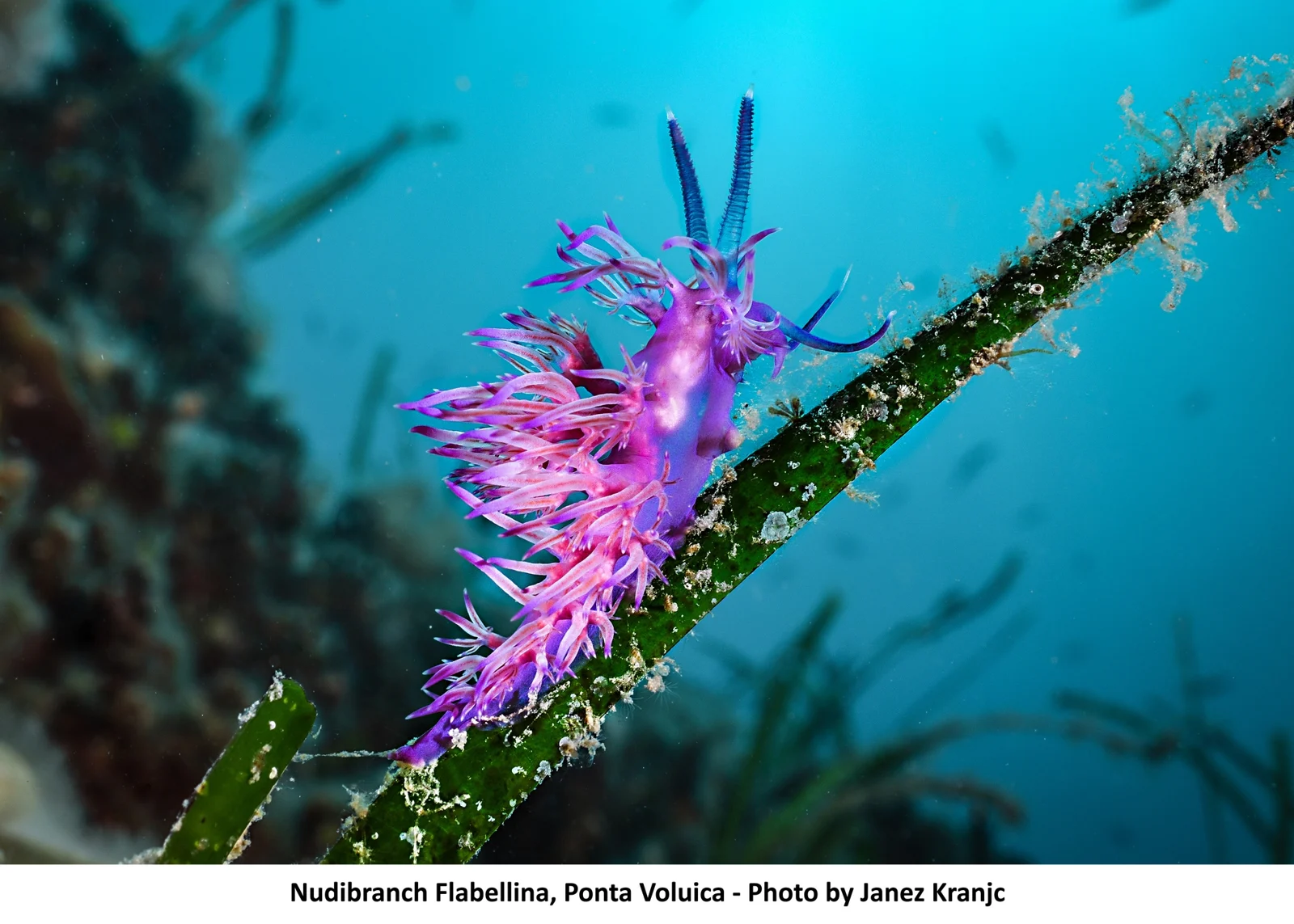 Hidden Beauty of the Sea
