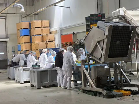 Production process in Sardina doo Brač, Croatia (May 2026)