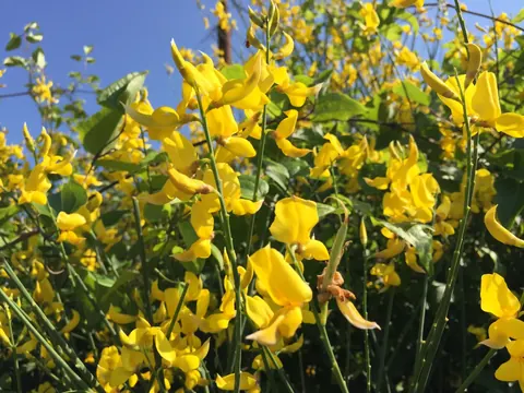 Flowers of My Mediterranean Garden